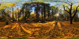 Herbst am Waldfriedhof in München