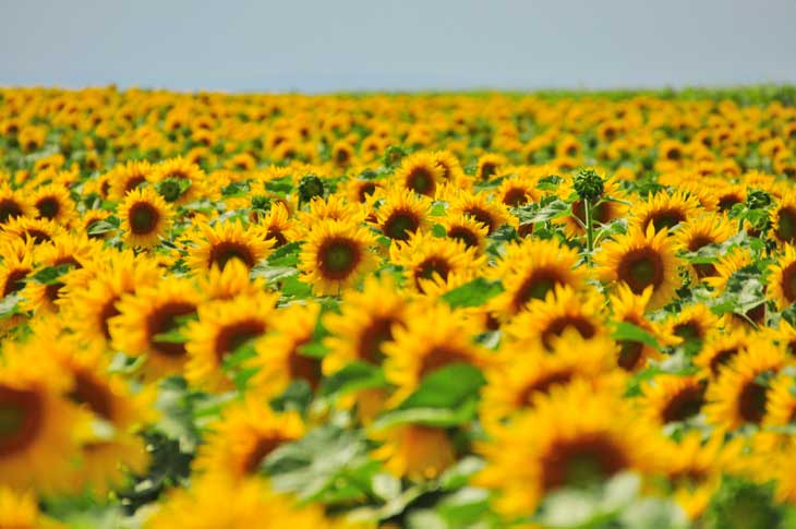 Sonnenblumenfeld
