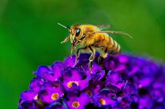 Insektenfotografie von Werner Pietschmann