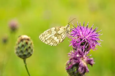 Schachbrett (Melanargia galathea)