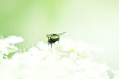 Goldfliege (Lucilia sericata)