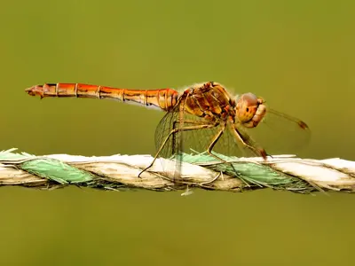Große Heidelibelle (Sympetrum striolatum)