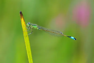 Hufeisen-Azurjungfern (Coenagrion puella)