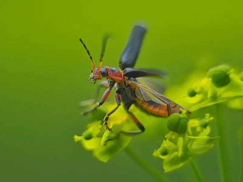 Foto: © Werner Pietschmann fliegender Soldatenkäfer