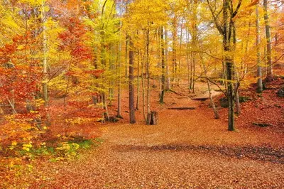 Herbstwald