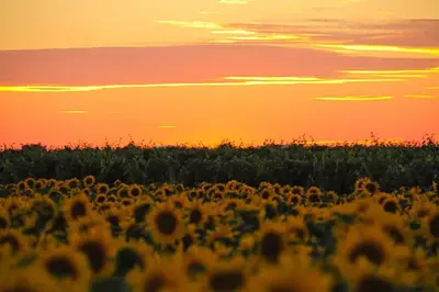 Sonnenblumenfeld