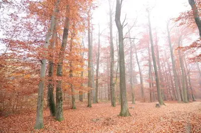 Herbstwald