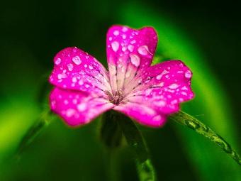 Naturfotografie von Werner Pietschmann