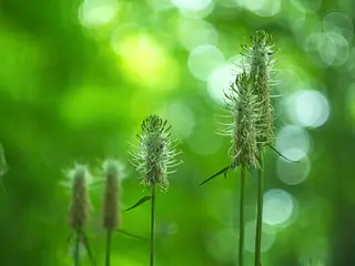 Familie Staubwedel-Pfeifenputzer