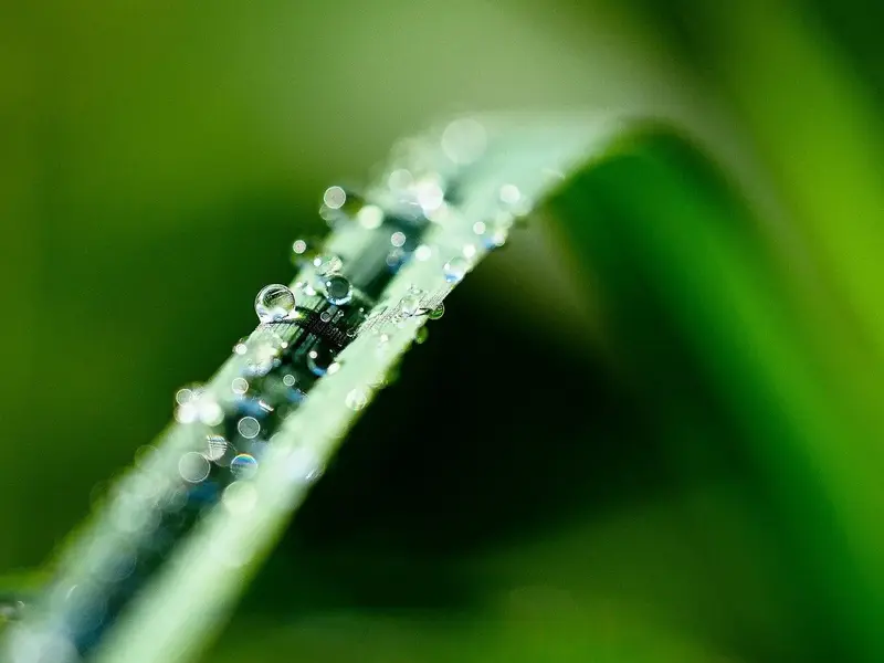Foto: © Werner Pietschmann Wassertropfen auf Grashalm