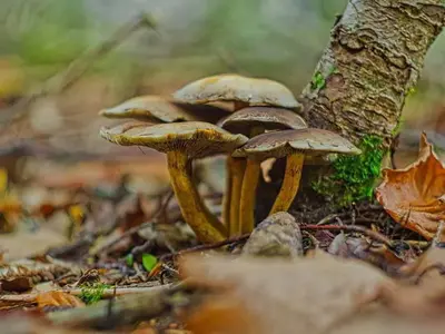 Honiggelber Hallimasch (Armillaria mellea)