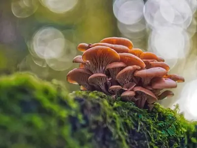 Gemeiner Samtfußrübling (Flammulina velutipes)