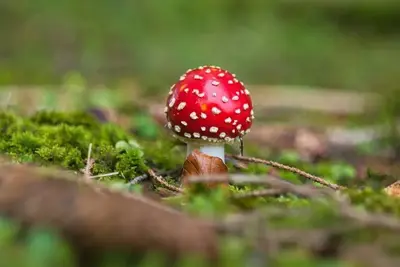 Pilze, fotografiert von Werner Pietschmann