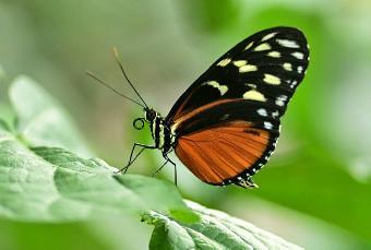 Tropische Schmetterlinge, fotografiert von Werner Pietschmann