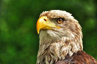 Vogelfotografie von Werner Pietschmann