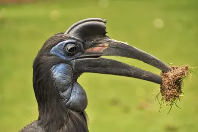 Der Nördlicher Hornrabe (Bucorvus abyssinicus) wird auch Nördlicher Hornvogel oder Sudanhornrabe genannt.