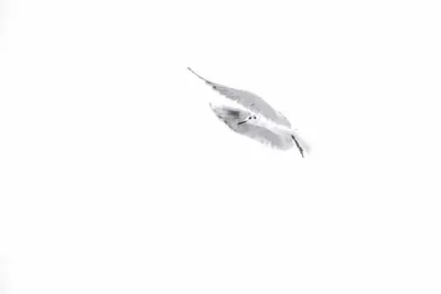 Lachmöwe (Larus ridibundus)
