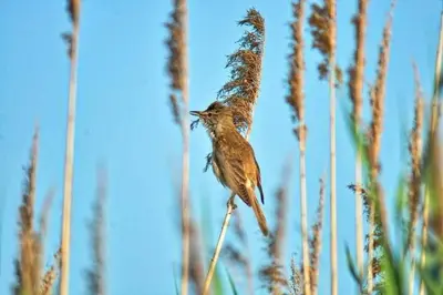 Schilfrohrsänger (Acrocephalus schoenobaenus)