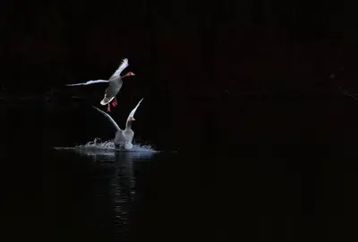 Graugänse (Anser anser) bei der Landung