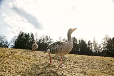 Keine Beschreibung vorhanden