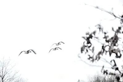 Fliegende Graugänse (Anser anser)