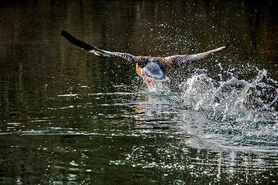 Kanadagans sprintet über das Wasser
