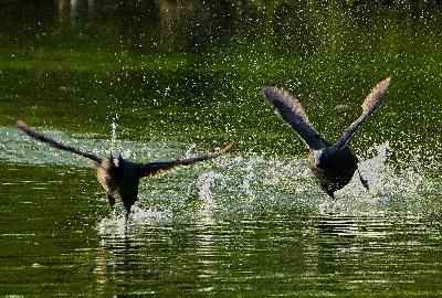 Blässhühner (Fulica atra)